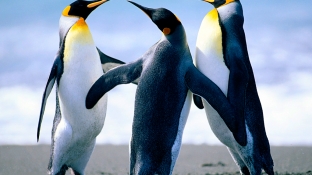 Pingüinos